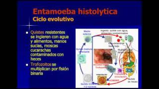 ENTAMOEBA HISTOLYTICA  ENTAMOEBA COLI parasitologia español [upl. by Robbyn]