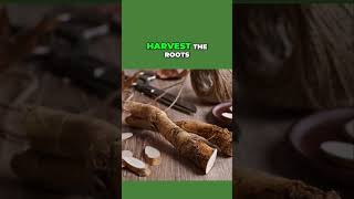 Ever Wondered How to Grow Horseradish All Year Round [upl. by Yniatirb]