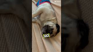 Funny pug song 🤣🐶 funny [upl. by Snow128]