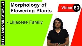 Morphology of Flowering Plants  NEET  Liliaceae Family  Neela Bakore Tutorials [upl. by Anerok]