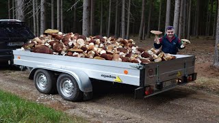 HOUBY 2024  Neskutečné množství obrovských HŘIBŮ na jednom místě Všude rostou OBROVSKÉ Hřiby [upl. by Goode]