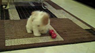 Rascal 12 week old Cavapoo Puppy playing [upl. by Entirb]