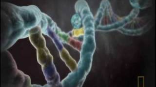 National Geographic explains the biology of homosexuality [upl. by Gayleen514]