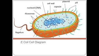 Escherichia Coli  gramve Bacteria [upl. by Anasiul28]