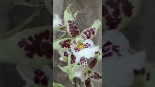 Oncidium Alicra Renaissance White Orchid orchids [upl. by Suoicserp747]