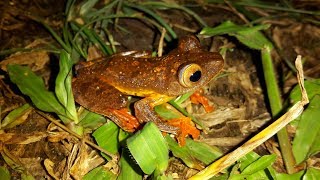 Borneo Various Animals and Plants  Pt 1 Tawau Hills with Taxon Expeditions [upl. by Ron]