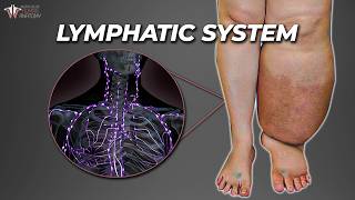 The Secret Plumbing That Keeps You Alive Lymphatic System [upl. by Eillek460]