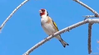 صدای ماده  الحسون سایره ماده برای مستی  Only female gold finch sounds for male [upl. by Ellan]