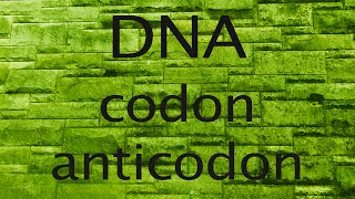 DNA codon or anticodon [upl. by Searby]