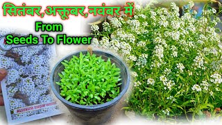 Alyssum Flower Seeds How To Grow  Alyssum Seeds Germination [upl. by Whyte]