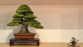 Bonsai exhibition at the Noelanders Trophy 2015 [upl. by Ricky]