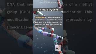 DNA Methylation simplified [upl. by Heywood]