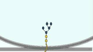 Glycosylation  Glycosylation Process in Glogi Apparatus Detailed Explanation [upl. by Annwahsal]