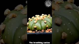 The Breathing Cactus  Shorts [upl. by Chernow]