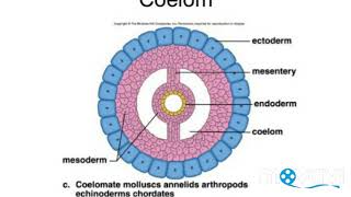 Coelom in annelida phylum in hindi [upl. by Remde]