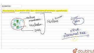 Nucleolus is a main site for ribosomal protein synthesis [upl. by Buskus]