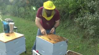 Brandhollow Apiary  All medium hive inspection and treatment [upl. by Narayan]