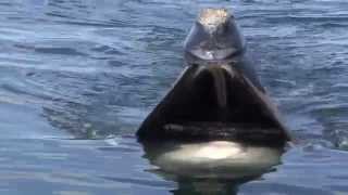 A Close Look Skim Feeding Right Whales [upl. by Filberte193]