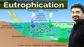 Eutrophication  Causes Effects for UPSC IAS preparation Environment and ecology [upl. by Tessil704]