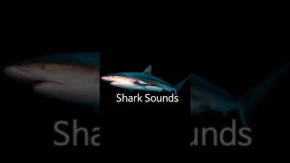 Shark Sounds Soundboard Xbox Purchase Sound [upl. by Steffy]