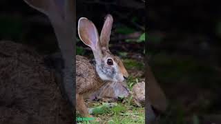 Cottontail Rabbit  Wildlife [upl. by Carmine]