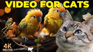 4K Cat TV Birds at the Bird Table 🕊️ Relaxing Bird Videos for Cats to Enjoy 😸 [upl. by Arbed]