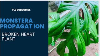 Monstera propagation [upl. by Keane]