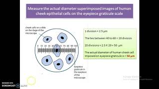 A level Biology  Eyepiece graticule [upl. by Hedda]