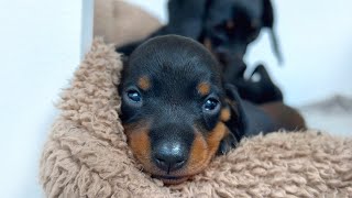 Family Diary Dachshund puppies 2 weeks old [upl. by Airolg]