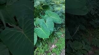 Colocasia esculenta  Araceae [upl. by Odom]