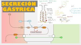 SECRECIÓN GASTROINTESTINAL  FISIOLOGÍA GÁSTRICA [upl. by Maris]