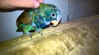 White Capped Pionus baby taming 2 weeks in [upl. by Yssor]