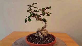 Fukien Tea Bonsai Pruning [upl. by Perkins]