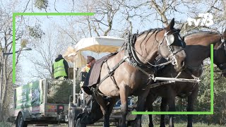 Des calèches collectent les sapins de Noël des habitants de MaisonsLaffitte [upl. by Eirhtug]