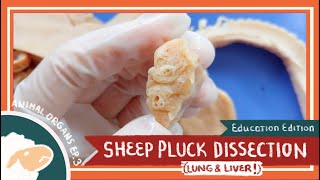 Pluck Lungs amp Liver Dissection  Take Your Breath Away EDU [upl. by Alleda]