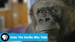 KOKO THE GORILLA WHO TALKS  Preview  PBS [upl. by Edmea]