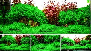 Aquarium  Plant Trimming  Garden Style [upl. by Costin]