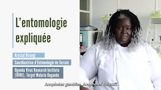 Lentomologie expliquée  Les espèces de moustique sur lesquelles Target Malaria travaille [upl. by Trautman]