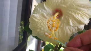 How to cross pollinate hibiscus flowers of different colours [upl. by Lasala]