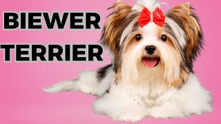 Biewer Terrier  Top 10 Interesting Facts [upl. by Lodovico694]