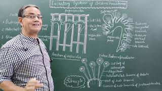 Excretory system of BranchiostomaAmphioxus [upl. by Ttej]