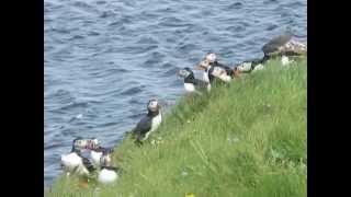 Puffins on island of Westray Orkney Scotland UK Birds Wildlife [upl. by Ydor]