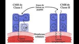 Immunologie  Le Complexe Majeur dHistocompatibilite CMHHLA [upl. by Chase]