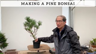 How To Make A Pine Bonsai [upl. by Leiad]