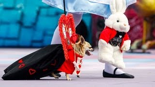 Ganadores Carnaval Canino  Las Palmas de Gran Canaria 2014 [upl. by Brianna616]