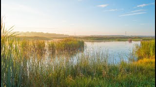 Bulrushes and Their Significance in the Bible [upl. by Werdna]