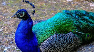 Peacock flying  Peacock dance  Peacock sound  Peacock opening feathers मोर नृत्य  HalfMoonBeach [upl. by Caren]