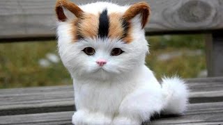 Adorable Cats Compilation  Most Beautiful Cats In The World 3 [upl. by Blaine]