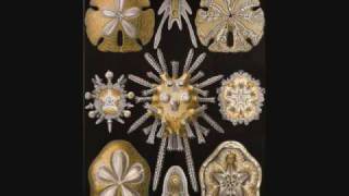 Ernst August Haeckel Art Forms in Nature [upl. by Yonina]