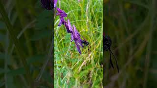 Zygaena filipendulae  Linnaeus 1758 Zygaenidae Zygène de la filipendule Zygène de la spirée [upl. by Nierman]